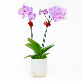 Velvet Love Orchid Plant