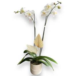 White orchid plant in a beige pot with decorative dried leaves