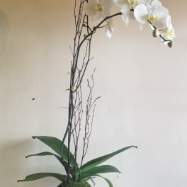 White orchid plant in a textured gray pot with tall branches