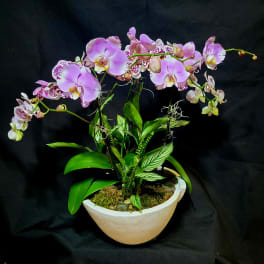 Potted pink phalaenopsis orchid plant with lush green foliage in a white bowl-shaped planter