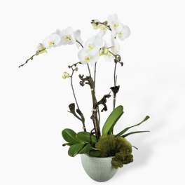 White orchid arrangement in a pale ceramic pot with green foliage