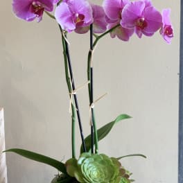 Pink orchids in a gray pot with a green succulent