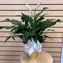 6" Peace Lily wrapped in paper