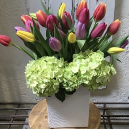Bouquet of multicolored tulips with pale green hydrangeas in a white vase