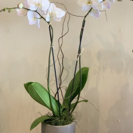 Potted white orchid plant with two tall flowering stems