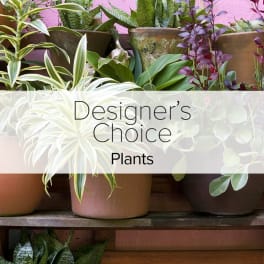 Assorted potted houseplants in various containers with a Designer's Choice Plants text overlay
