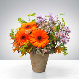 Arrangement of bright orange gerbera daisies with purple blooms in a rustic clay pot