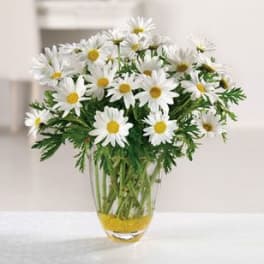 White daisies arranged in a clear glass vase