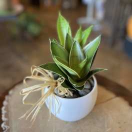 Small potted succulent in a white bowl with a raffia bow