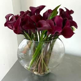 Bouquet of deep burgundy calla lilies in a clear glass vase