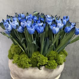 Blue tulips arranged in a low round planter with bright green moss balls