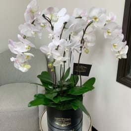 White phalaenopsis orchid plant with multiple stems in a black hatbox-style container
