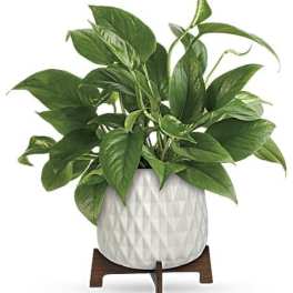 Teleflora's Lush Leaves Pothos Plant