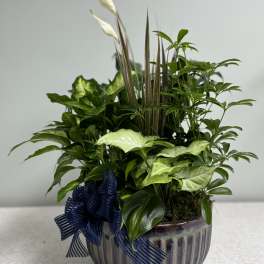 Lush green potted plant arrangement in a ribbed ceramic bowl with a navy ribbon