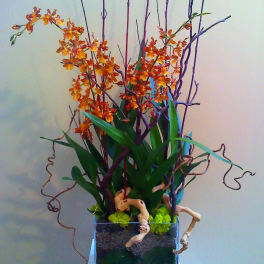 Orange orchid arrangement in a clear square vase with curly branches