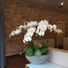 White orchids arranged in a gray bowl with succulents