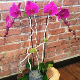 Fuschia Phaelonopsis Orchid Planter
