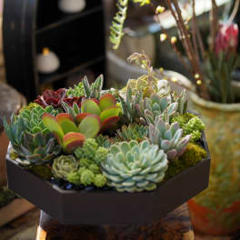 Succulent arrangement in a black geometric container