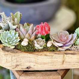 Succulent arrangement in a rustic wooden planter with a bright red cactus accent