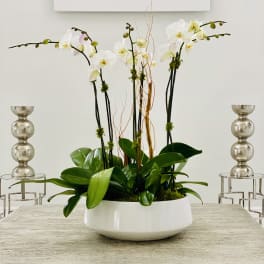 White orchid arrangement in a low white bowl with decorative branches