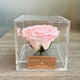 Single pink rose in a clear acrylic box