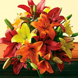 Bouquet of red, orange, and yellow lilies