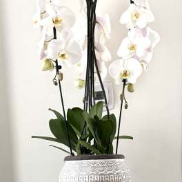 White orchid plant in a patterned ceramic pot