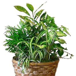 Potted houseplant arrangement in a woven basket planter