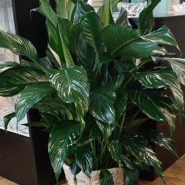 Floor Plant Peace Lily