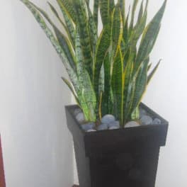 Tall snake plant in a black planter with decorative stones