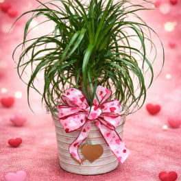 Potted green plant with a pink heart ribbon and hanging heart tag