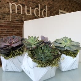 Three succulent arrangements in white marble-patterned pots
