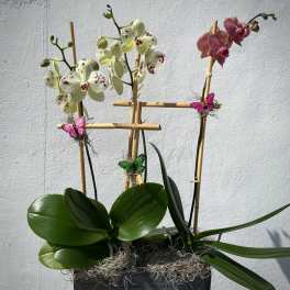Potted orchid arrangement with pink and pale green blooms