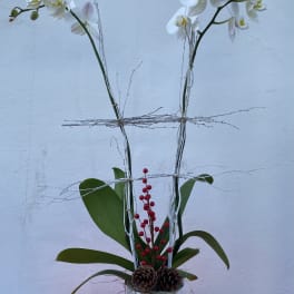 White orchids in a white vase with red berries and pinecones
