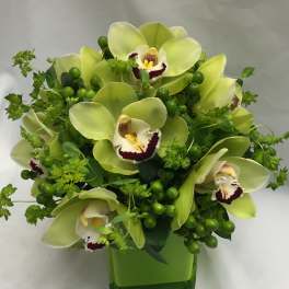 Green orchid arrangement in a square glass vase