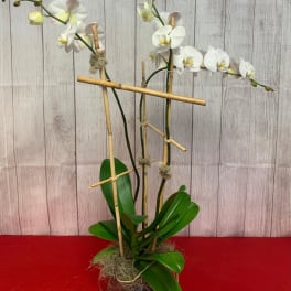 White orchid plant in a pot with bamboo stakes
