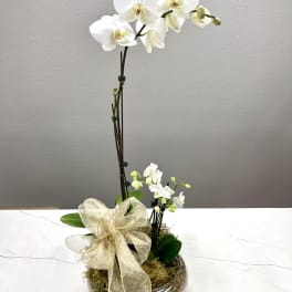 White orchid arrangement in a glass bowl with a gold ribbon