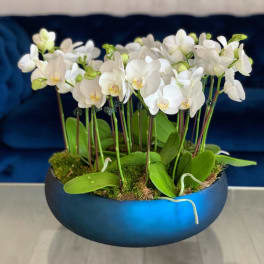 White orchids arranged in a blue bowl planter