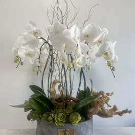 White orchids arranged in a gray planter with succulents and driftwood.