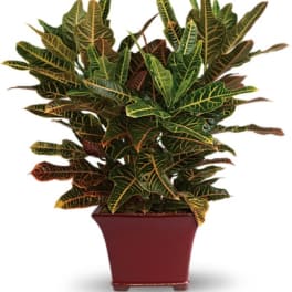 Potted croton plant with variegated green, yellow, and red leaves