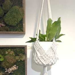 Hanging potted plant in a macramé holder on a wall