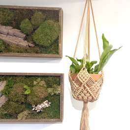Hanging potted fern in a macramé planter beside moss wall art