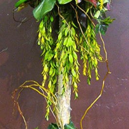 Tall floral topiary with green fruit accents in a white planter