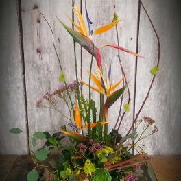 Tall tropical arrangement with bird of paradise and succulents in a low container