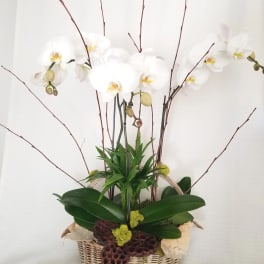 White orchids arranged in a wicker basket with tall branches