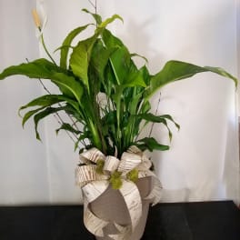 Tall potted green plant with a decorative ribbon bow