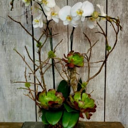 White orchid arrangement with succulents in a woven pot