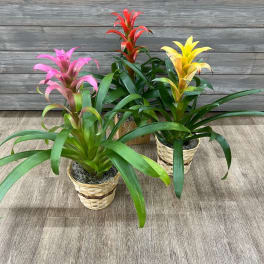 Three potted bromeliad plants with pink, red, and yellow blooms