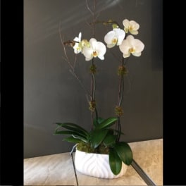 White orchid plant in a white ceramic pot
