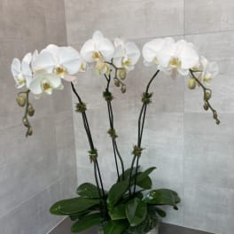 White orchids in a white pot with glossy green leaves